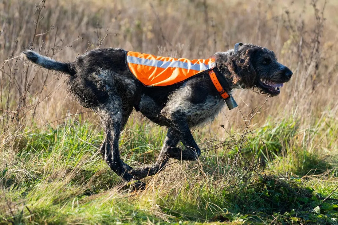 GILET CHIEN CHASSE 100