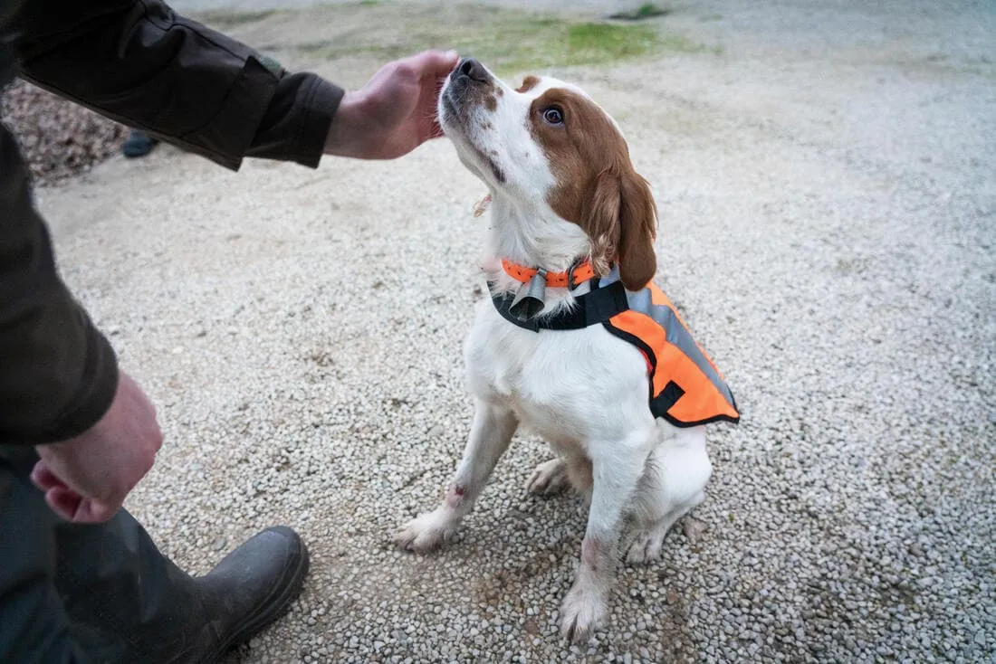 GILET CHIEN CHASSE 100