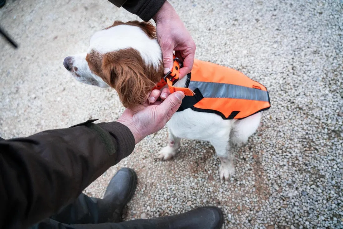 GILET CHIEN CHASSE 100