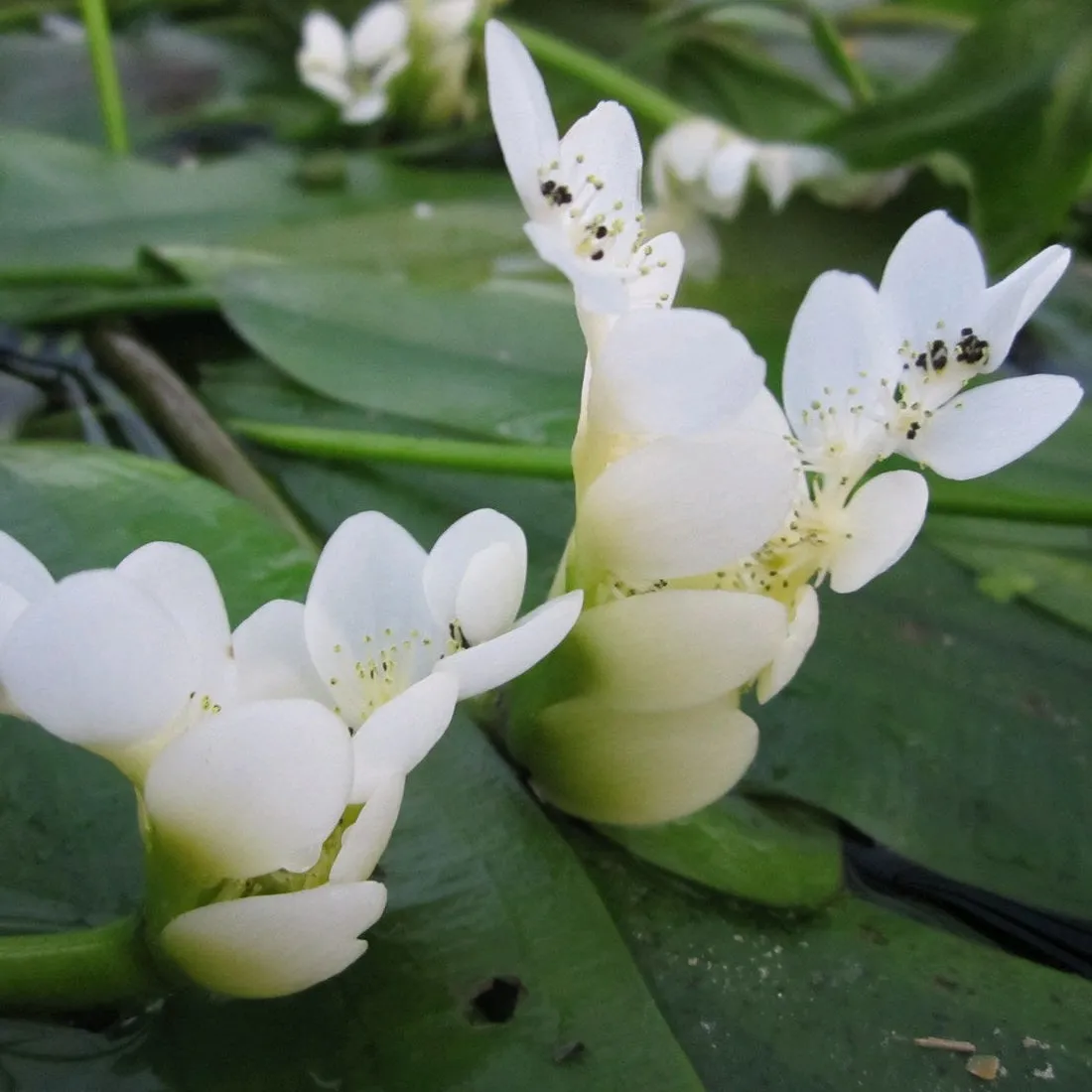 Water hawthorn (Aponogeton distachyos)