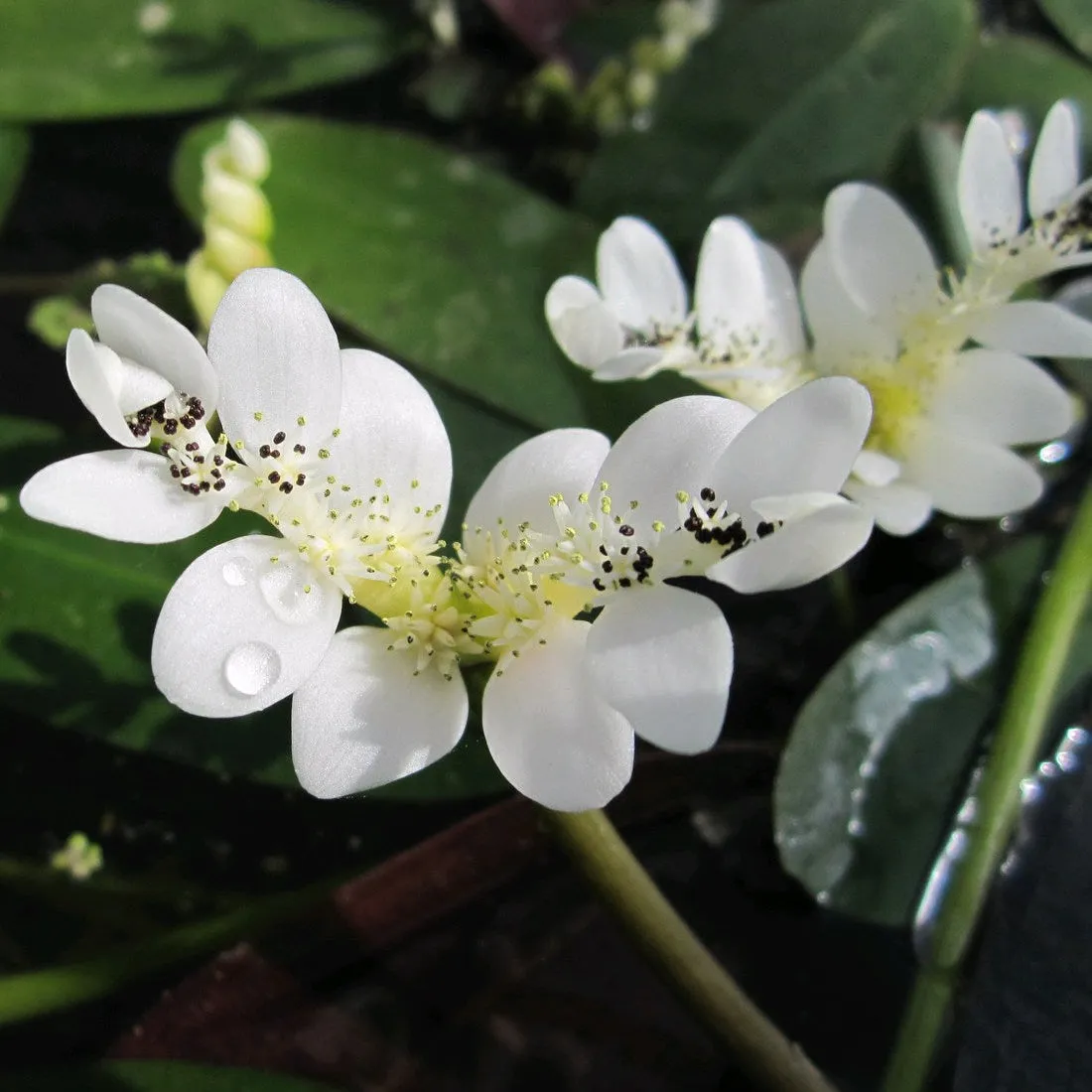 Water hawthorn (Aponogeton distachyos)